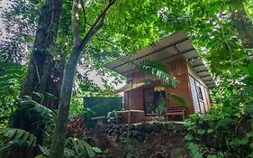 The Frog House